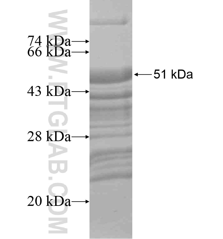HELT fusion protein Ag16520 SDS-PAGE