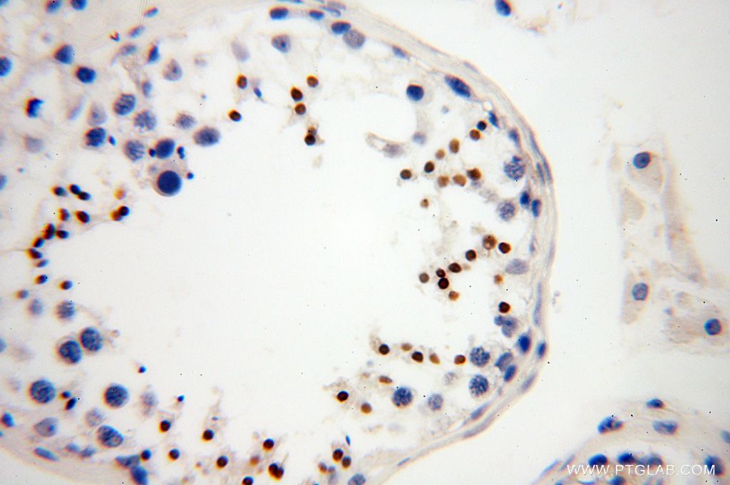 Immunohistochemistry (IHC) staining of human testis tissue using HEMGN Polyclonal antibody (17616-1-AP)