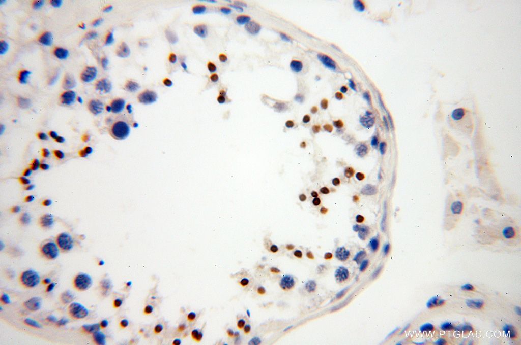 Immunohistochemistry (IHC) staining of human testis tissue using HEMGN Polyclonal antibody (17616-1-AP)