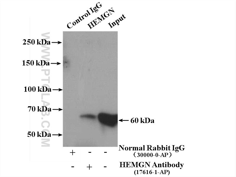 Immunoprecipitation (IP) experiment of HL-60 cells using HEMGN Polyclonal antibody (17616-1-AP)