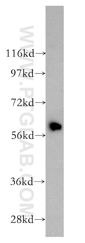 Western Blot (WB) analysis of HL-60 cells using HEMGN Polyclonal antibody (17616-1-AP)