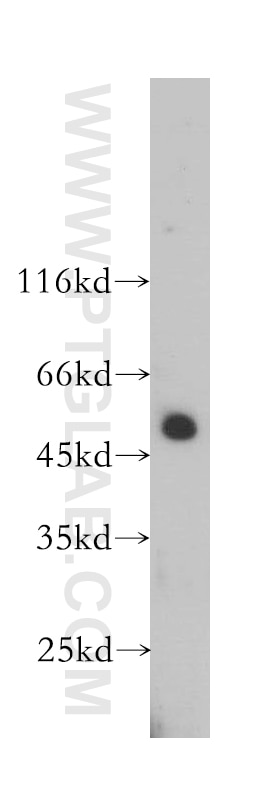 Western Blot (WB) analysis of HL-60 cells using HEMGN Polyclonal antibody (17616-1-AP)