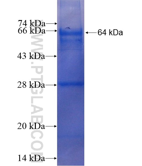 HEMGN fusion protein Ag13193 SDS-PAGE