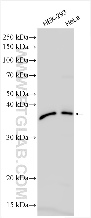 Western Blot (WB) analysis of various lysates using HEMK1 Polyclonal antibody (15436-1-AP)