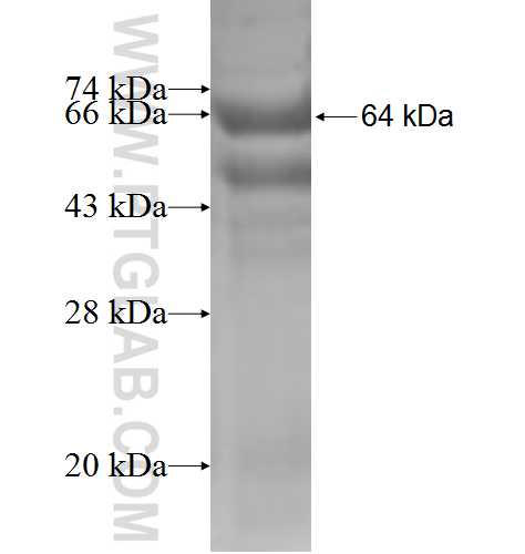 HEMK1 fusion protein Ag7714 SDS-PAGE