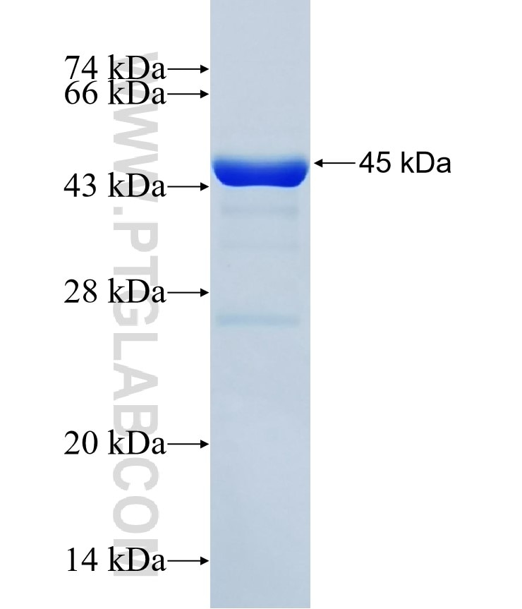 HEN1,NHLH1 fusion protein Ag3459 SDS-PAGE