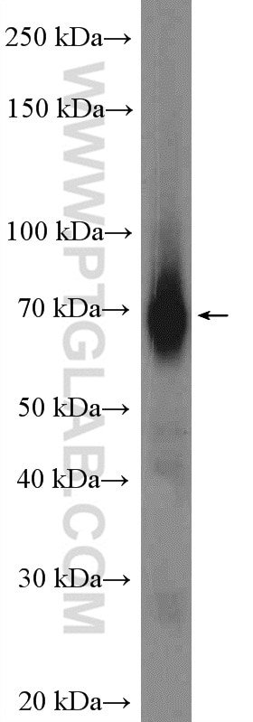 Western Blot (WB) analysis of mouse liver tissue using HEPACAM Polyclonal antibody (18177-1-AP)