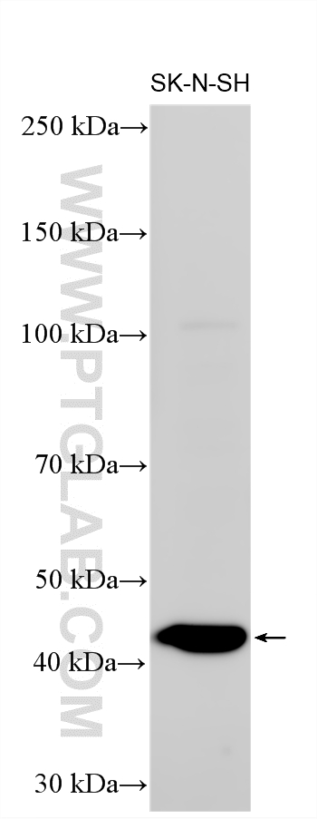 Western Blot (WB) analysis of various lysates using HEPACAM Polyclonal antibody (18177-1-AP)