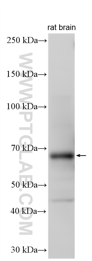 Western Blot (WB) analysis of various lysates using HEPACAM Polyclonal antibody (18177-1-AP)