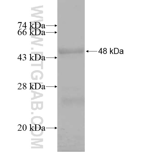 HEPACAM fusion protein Ag12870 SDS-PAGE