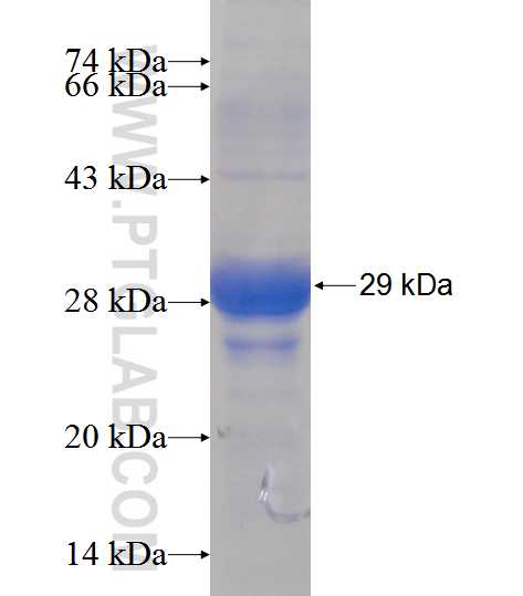 HEPACAM fusion protein Ag12884 SDS-PAGE