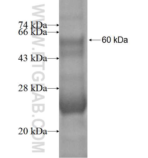 HEPH fusion protein Ag1604 SDS-PAGE