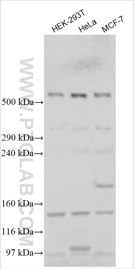 Western Blot (WB) analysis of various lysates using HERC1 Polyclonal antibody (31535-1-AP)