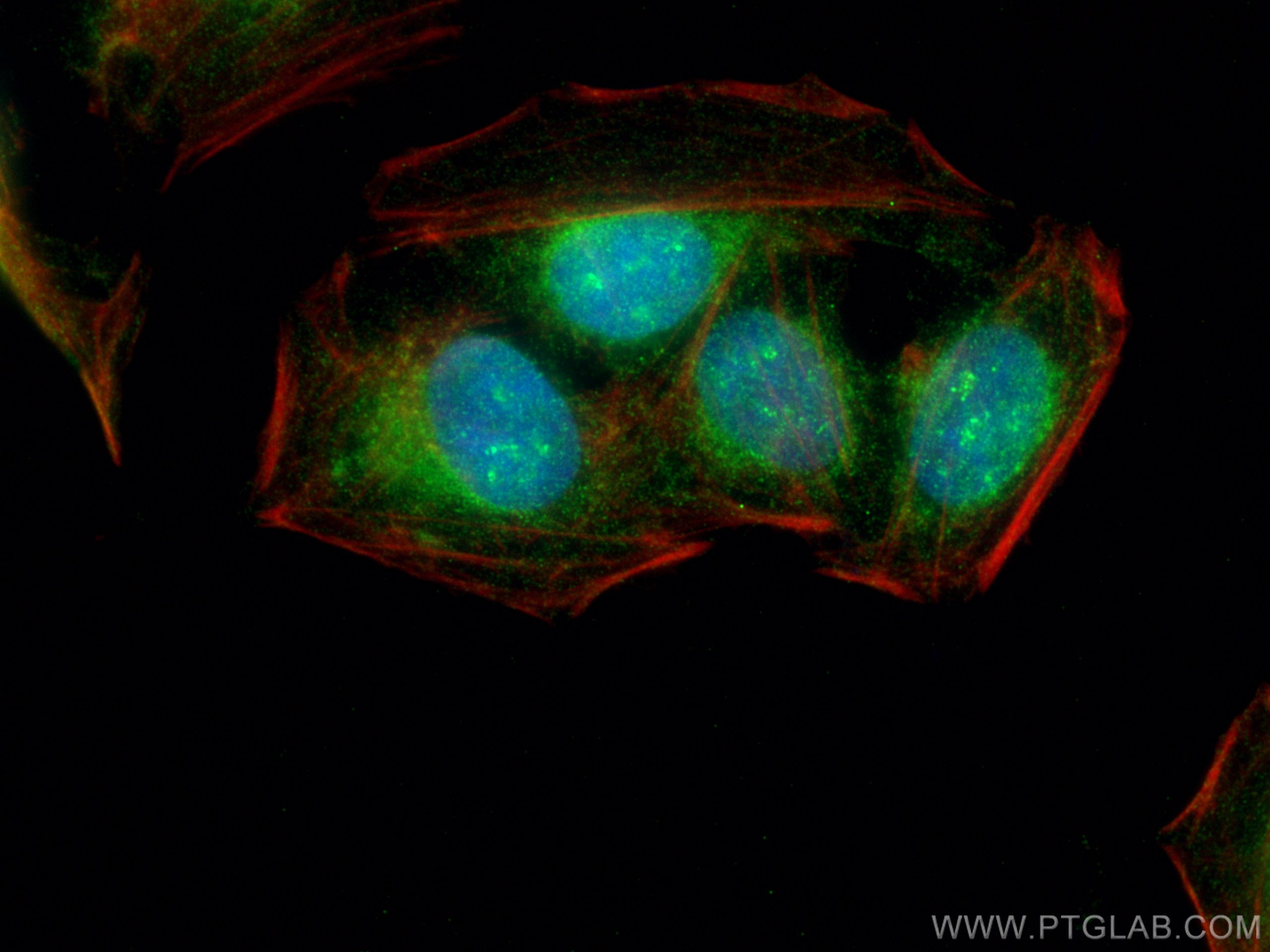 Immunofluorescence (IF) / fluorescent staining of U2OS cells using HERC2 Polyclonal antibody (27459-1-AP)
