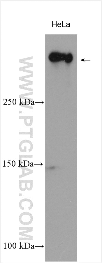 Western Blot (WB) analysis of various lysates using HERC2 Polyclonal antibody (27459-1-AP)