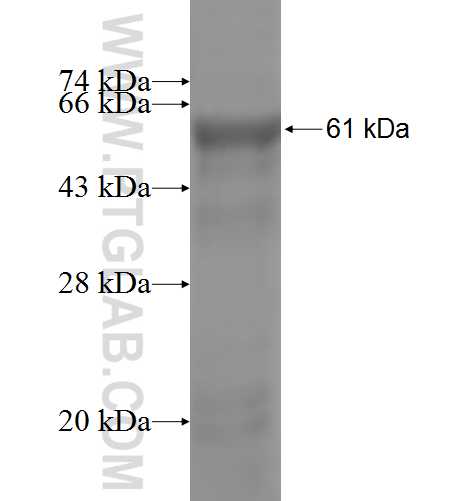 HERC3 fusion protein Ag5269 SDS-PAGE