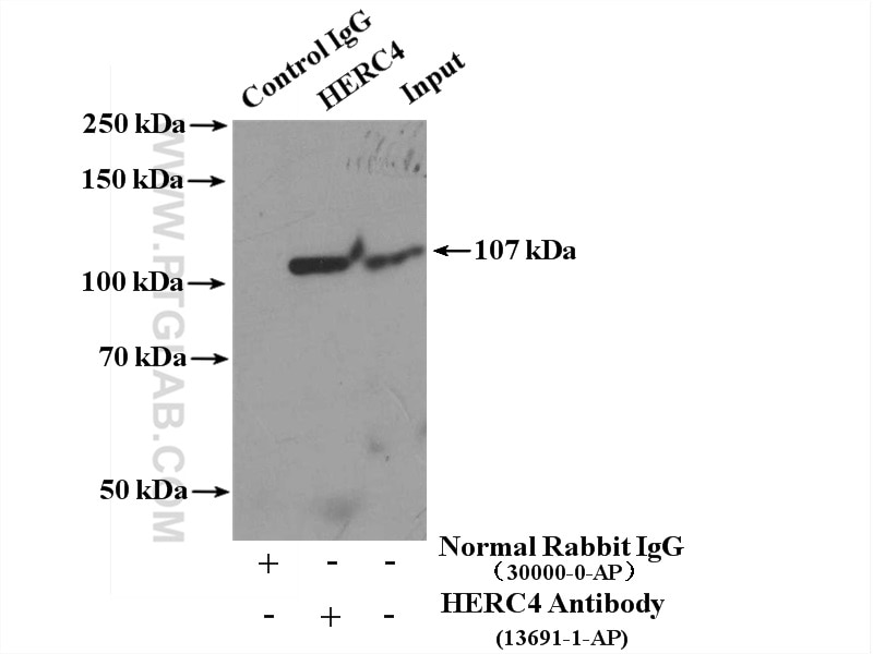 Immunoprecipitation (IP) experiment of HeLa cells using HERC4 Polyclonal antibody (13691-1-AP)