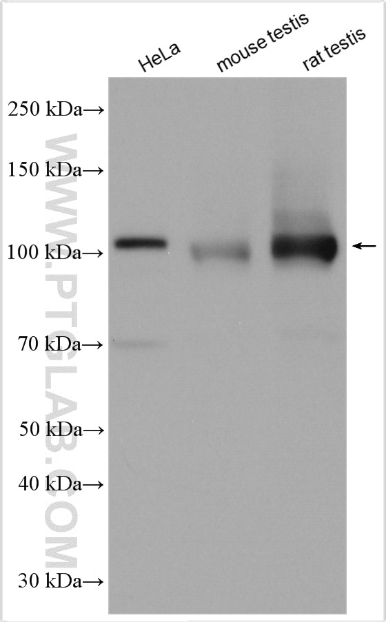 Western Blot (WB) analysis of various lysates using HERC4 Polyclonal antibody (13691-1-AP)