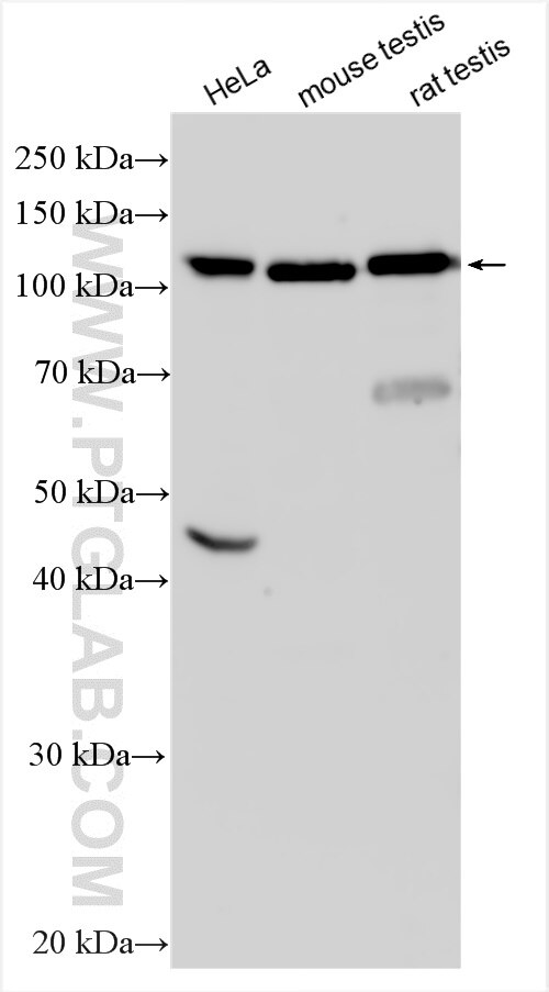 Western Blot (WB) analysis of various lysates using HERC4 Polyclonal antibody (13691-1-AP)