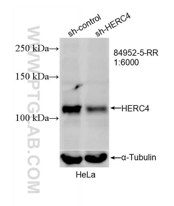 WB analysis of HeLa using 84952-5-RR Western Blot (WB) analysis of HeLa cells using HERC4 Recombinant monoclonal antibody (84952-5-RR)