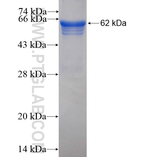 HERC4 fusion protein Ag4566 SDS-PAGE