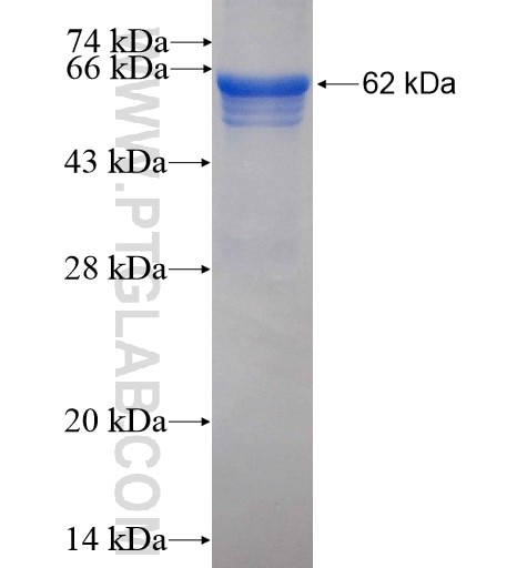 HERC4 fusion protein Ag4566 SDS-PAGE