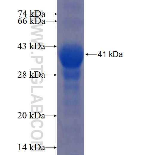 HERC4 fusion protein Ag5302 SDS-PAGE