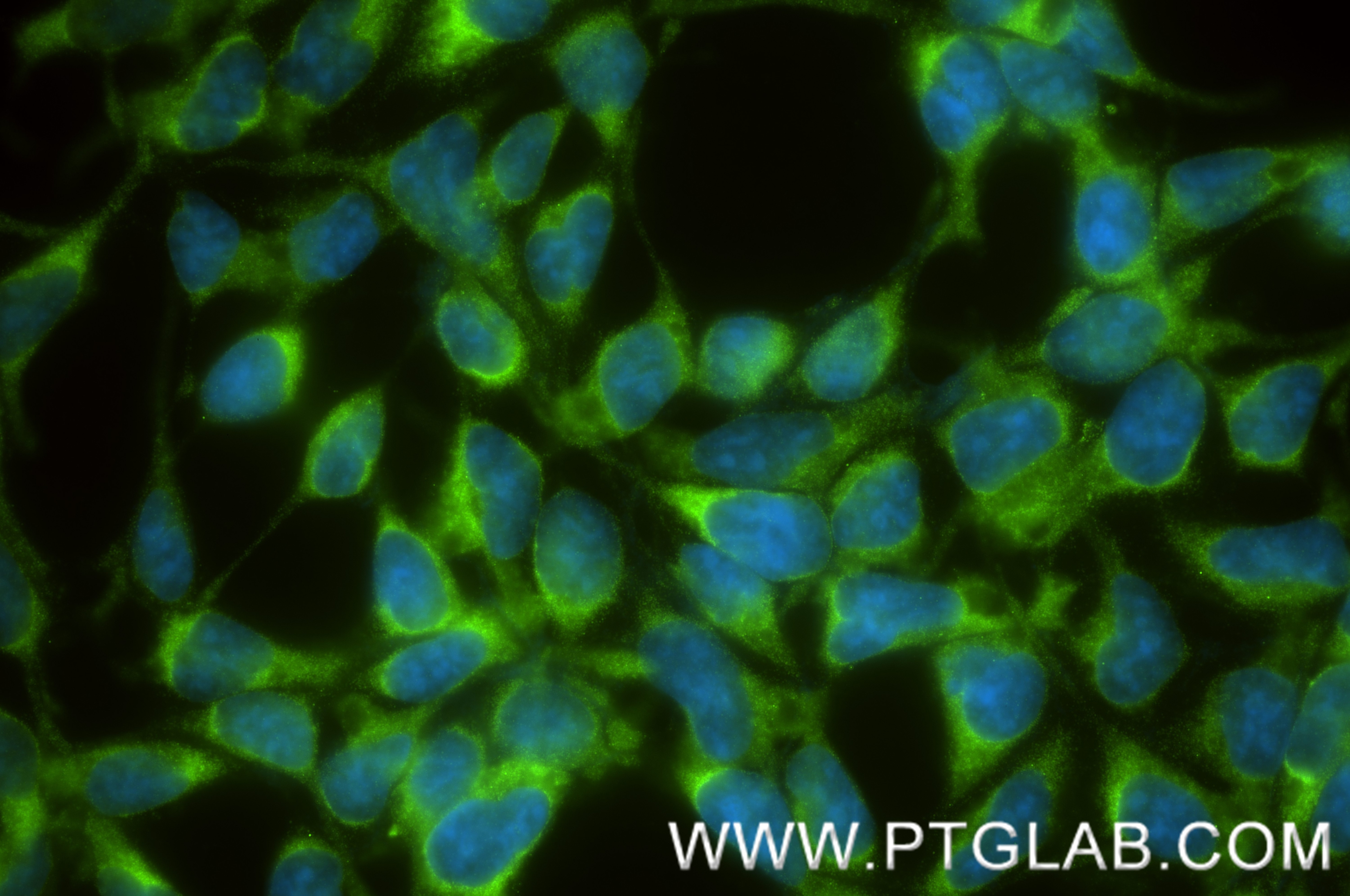 IF Staining of HEK-293 using 87166-1-RR Immunofluorescence (IF) / fluorescent staining of HEK-293 cells using HERC5 Recombinant monoclonal antibody (87166-1-RR)
