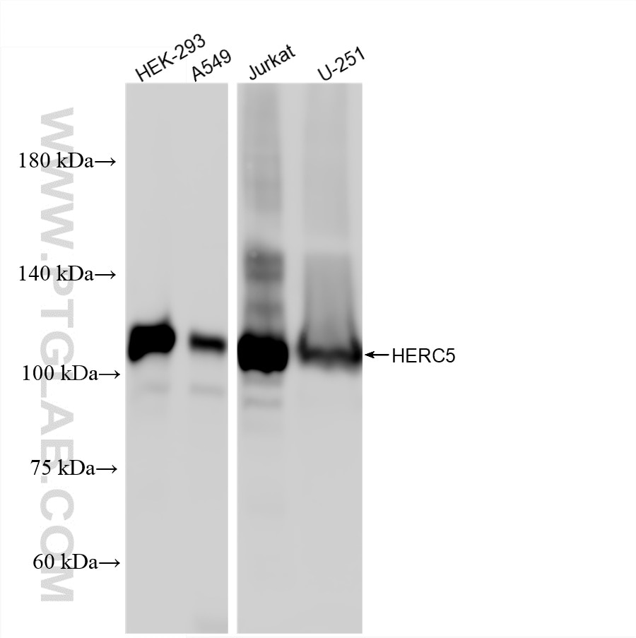 WB analysis using 87166-1-RR Western Blot (WB) analysis of various lysates using HERC5 Recombinant monoclonal antibody (87166-1-RR)