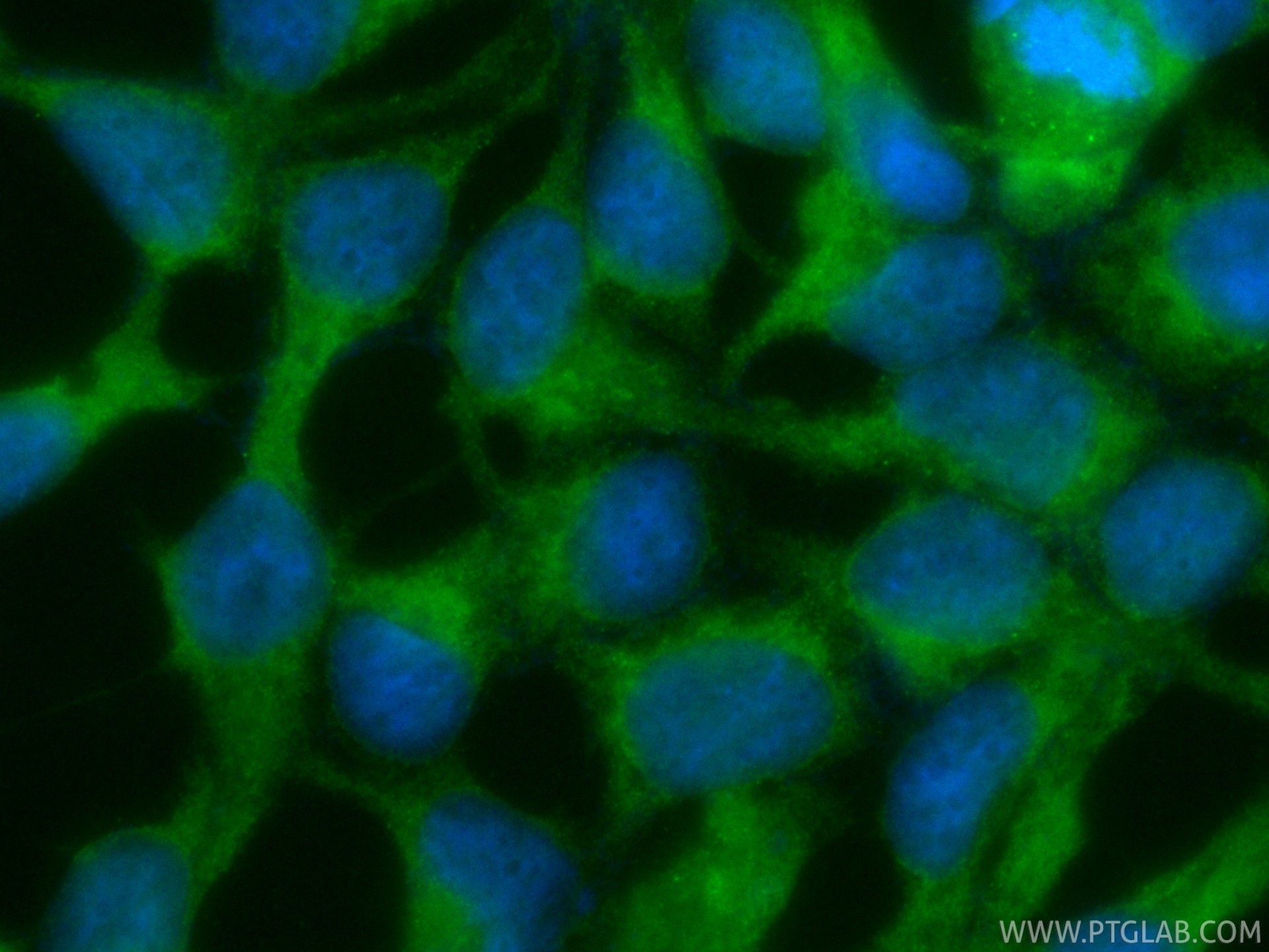 IF Staining of HEK-293 using CL488-87166 Immunofluorescence (IF) / fluorescent staining of HEK-293 cells using CoraLite® Plus 488-conjugated HERC5 Recombinant mo (CL488-87166)
