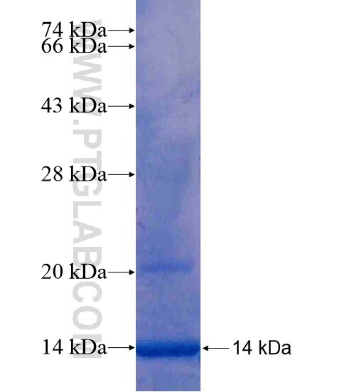 HERC6 fusion protein Ag20403 SDS-PAGE