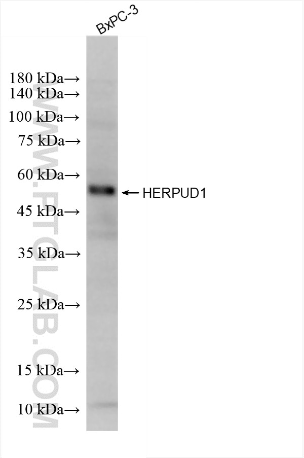 Western Blot (WB) analysis of BxPC-3 cells using HERPUD1 Recombinant antibody (85627-1-RR)