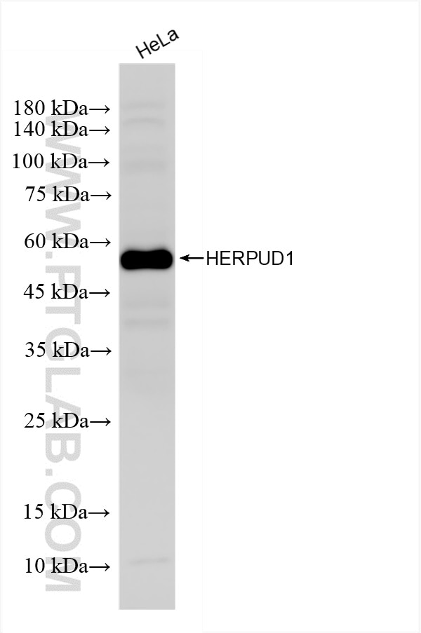 Western Blot (WB) analysis of HeLa cells using HERPUD1 Recombinant antibody (85627-1-RR)