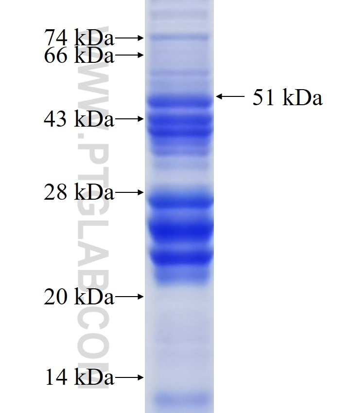 HERPUD1 fusion protein Ag34891 SDS-PAGE
