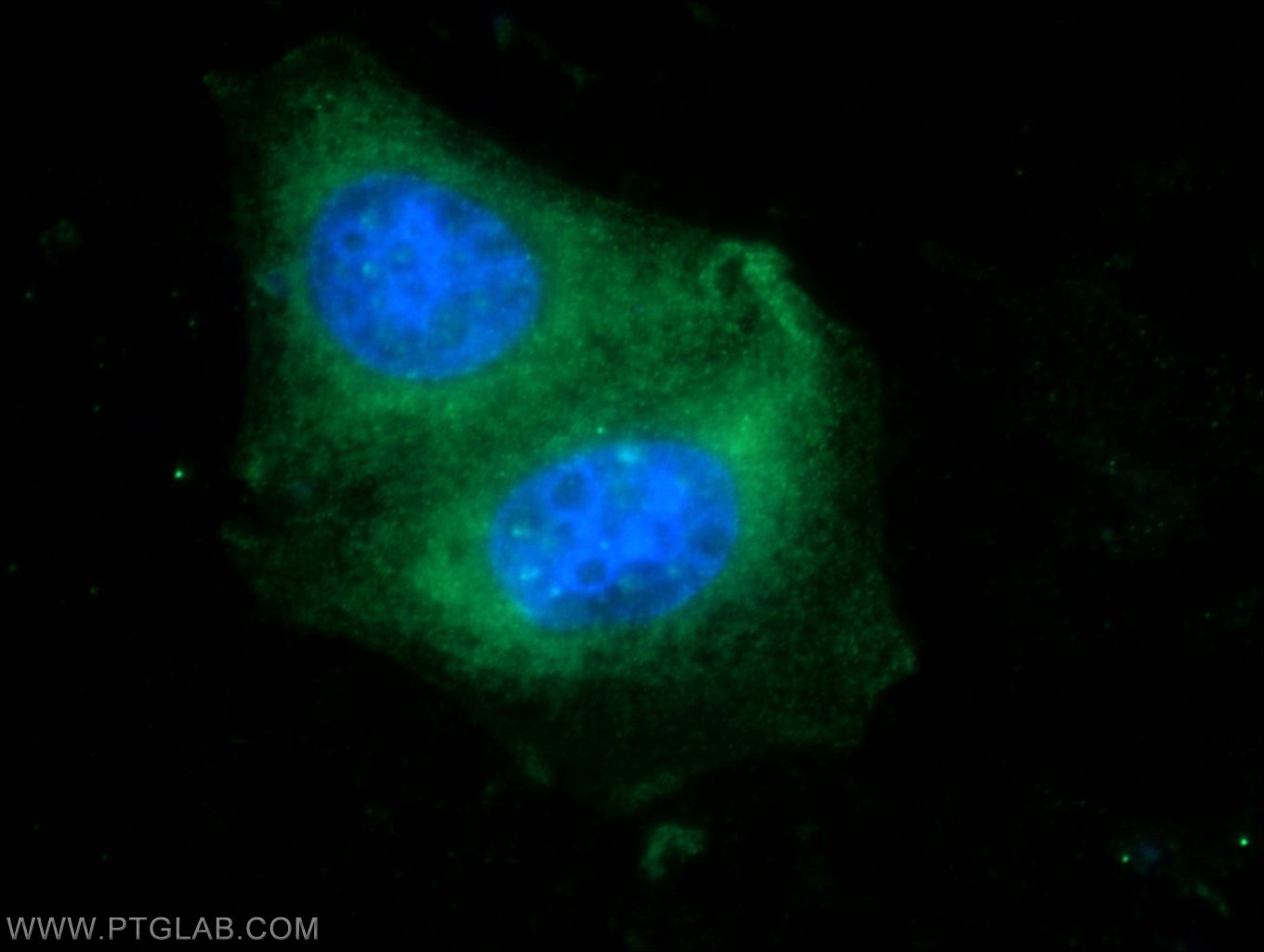 Immunofluorescence (IF) / fluorescent staining of HepG2 cells using HERPUD2 Polyclonal antibody (20640-1-AP)