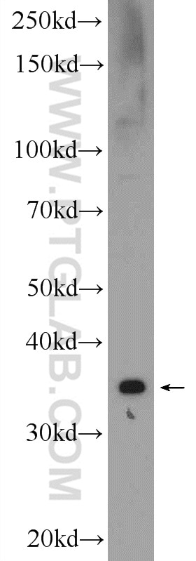 Western Blot (WB) analysis of A549 cells using HERPUD2 Polyclonal antibody (20640-1-AP)