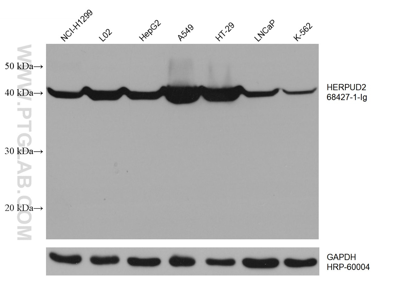 Western Blot (WB) analysis of various lysates using HERPUD2 Monoclonal antibody (68427-1-Ig)