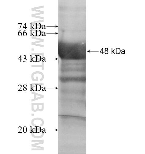 HERPUD2 fusion protein Ag14702 SDS-PAGE