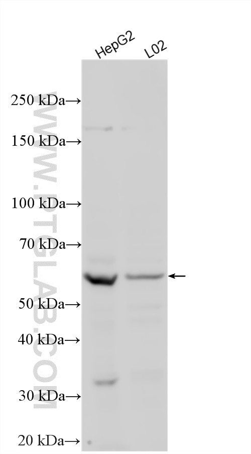 Western Blot (WB) analysis of various lysates using HERV-FRD Polyclonal antibody (18101-1-AP)