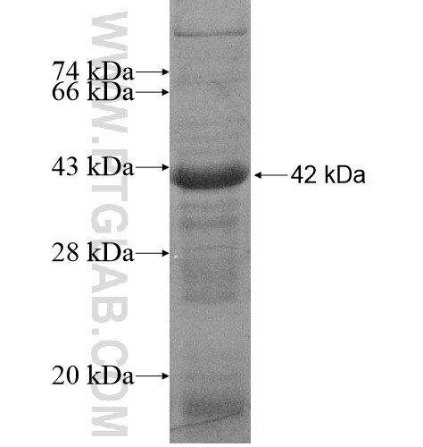 HERV-FRD fusion protein Ag12380 SDS-PAGE