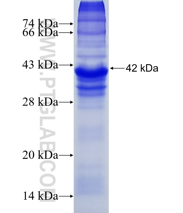 HERV-FRD fusion protein Ag12380 SDS-PAGE