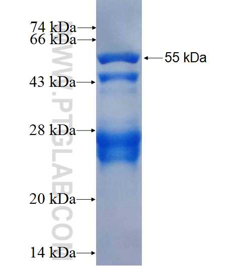HES1 fusion protein Ag26393 SDS-PAGE