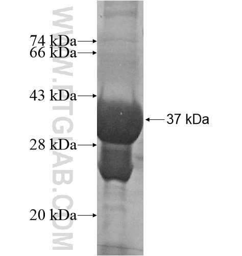 HES2 fusion protein Ag15730 SDS-PAGE