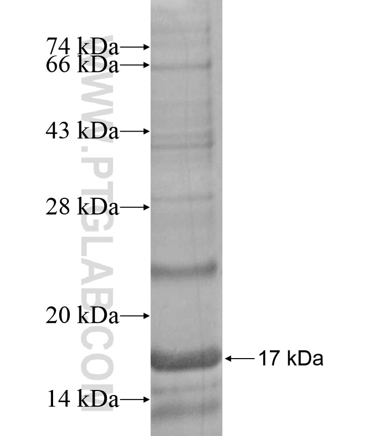HES2 fusion protein Ag17245 SDS-PAGE