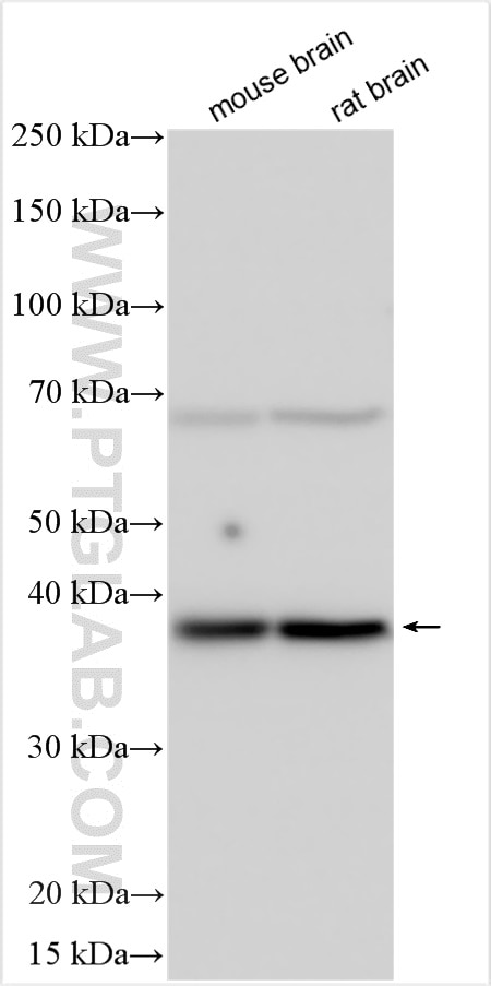 Western Blot (WB) analysis of various lysates using HES5 Polyclonal antibody (22666-1-AP)