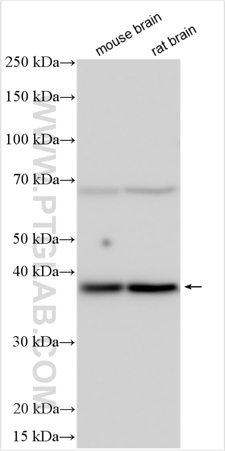 WB analysis using 22666-1-AP