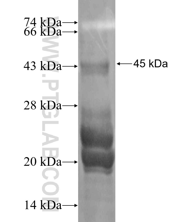 HES5 fusion protein Ag18270 SDS-PAGE