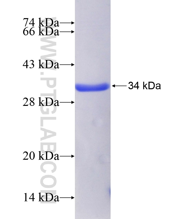 HES6 fusion protein Ag8352 SDS-PAGE