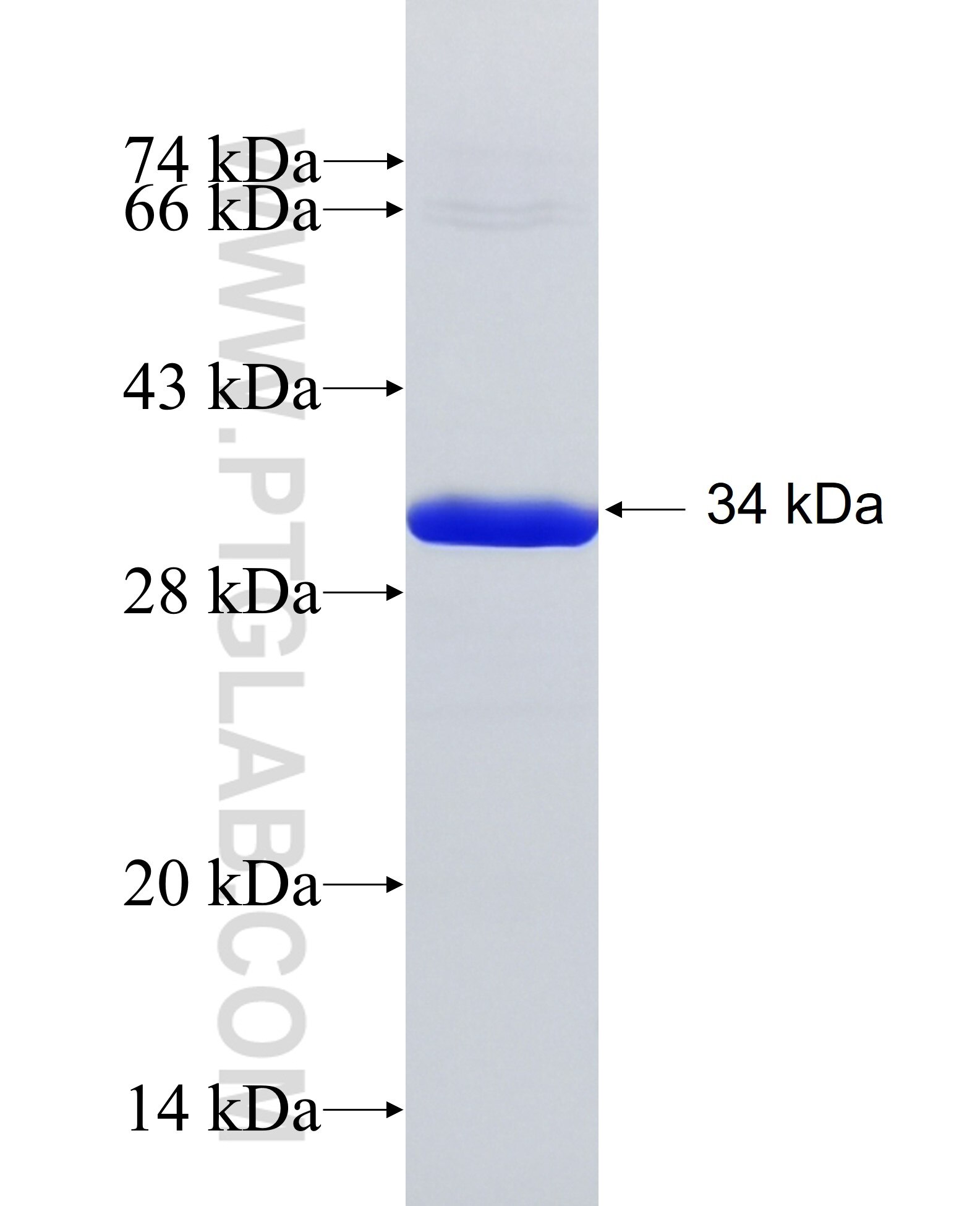 HES6 fusion protein Ag8352 SDS-PAGE