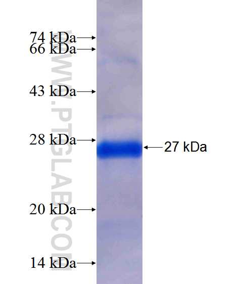 HESX1 fusion protein Ag12528 SDS-PAGE